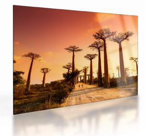 Sklenený obraz - Západ slnka v uličke Baobab (70x50 cm)