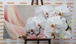Obraz biela orchidea na plátne - 100x50