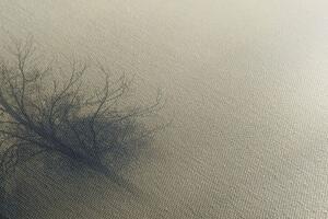 Obraz stromy v hmle - 100x50