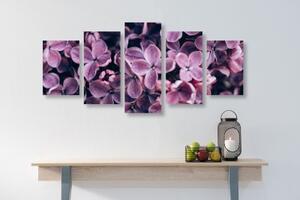 5-dielny obraz fialové kvety orgovánu - 100x50