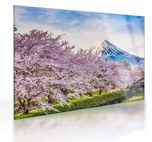 Sklenený obraz - Japonsko na jar (70x50 cm)