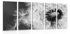 5-dielny obraz semienka púpavy v čiernobielom prevedení - 100x50