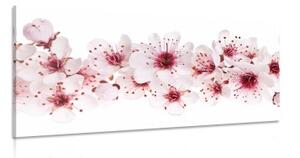 Obraz čerešňové kvety - 100x50