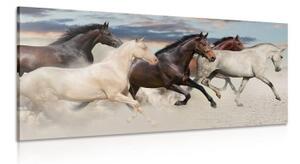 Obraz stádo koní - 100x50