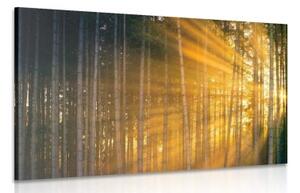 Obraz slnko za stromami - 60x40