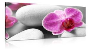 Obraz kvety orchidey na bielych kameňoch - 100x50