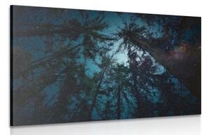 Obraz noc v lese - 120x80