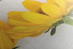 Obraz nádherné žlté kvety - 120x40