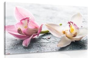 Obraz dva farebné kvety orchidey - 90x60