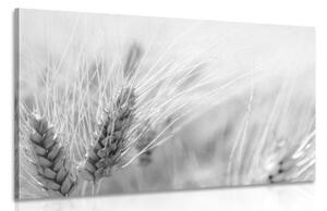 Obraz pšeničné pole v čiernobielom prevedení - 120x80