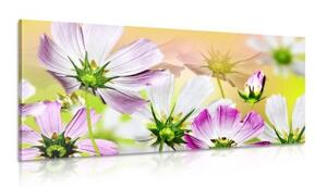 Obraz záhradné kvety - 100x50