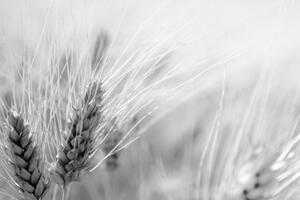 Obraz pšeničné pole v čiernobielom prevedení - 60x40