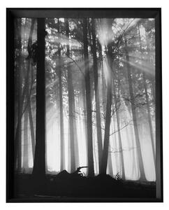 - Forest Dawn | 66.8x86.8