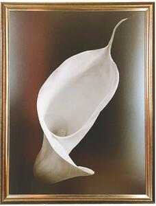 - Calla I | 67.4x87.4