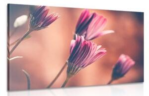 Obraz jemné ružové margarétky - 60x40