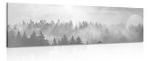 Obraz hmla nad lesom v čiernobielom prevedení - 120x40