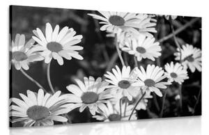 Obraz sedmokrásky na záhrade v čiernobielom prevedení - 60x40
