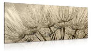Obraz púpavové semená v sépiovom prevedení - 100x50