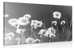 Obraz bavlnená tráva v čiernobielom prevedení - 60x40