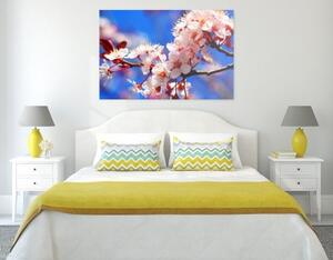 Obraz čerešňový kvet - 60x40
