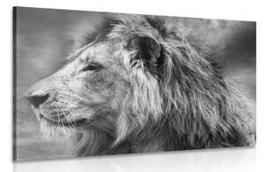 Obraz africký lev v čiernobielom prevedení - 90x60