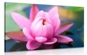 Obraz nádherný ružový kvet na jazere - 120x80