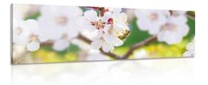 Obraz kvety stromu v jarnom období - 150x50