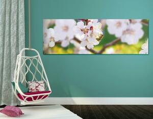 Obraz kvety stromu v jarnom období - 120x40