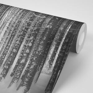 Samolepiaca fototapeta čiernobiely les zahalený snehom - 225x150
