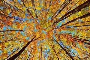 Fototapeta jesenné koruny stromov - 150x100