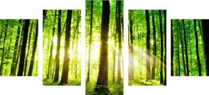 5-dielny obraz svieži zelený les - 100x50