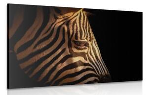 Obraz portrét zebry - 90x60