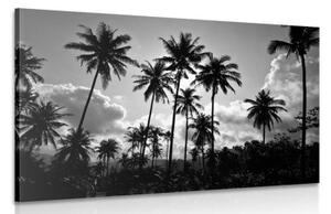 Obraz kokosové palmy na pláži v čiernobielom prevedení - 60x40