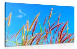 Obraz divoká tráva pod modrou oblohou - 60x40