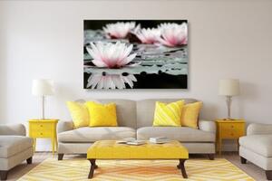 Obraz lotosový kvet - 60x40