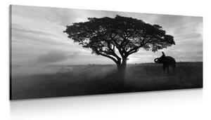 Obraz slon pri východe slnka v čiernobielom prevedení - 100x50