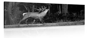 Obraz majestátny jeleň v čiernobielom prevedení - 150x50