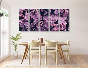 5-dielny obraz fialové kvety orgovánu - 100x50