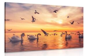 Obraz labute na mori - 90x60