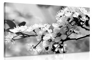Obraz čerešňový kvet v čiernobielom prevedení - 90x60