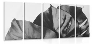5-dielny obraz čiernobiely list monstery - 100x50