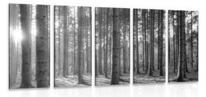 5-dielny obraz ráno v lese v čiernobielom prevedení - 100x50