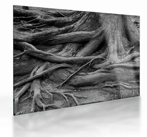 Sklenený obraz - Korene stromu (70x50 cm)