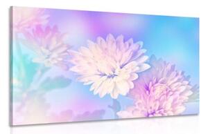 Obraz kvet chryzantémy - 60x40
