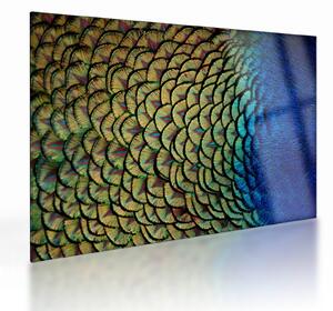 Sklenený obraz - Pávie perie (70x50 cm)