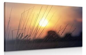 Obraz východ slnka nad lúkou - 120x80