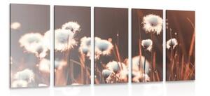 5-dielny obraz bavlnená tráva - 100x50