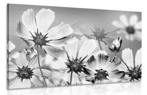 Obraz letné kvety v čiernobielom prevedení - 60x40