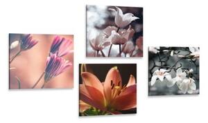 Set obrazov nežnosť kvetov - 4x 40x40