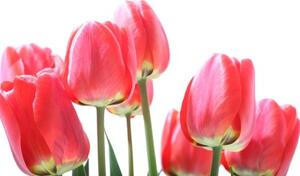 Fototapeta červené poľné tulipány - 450x300